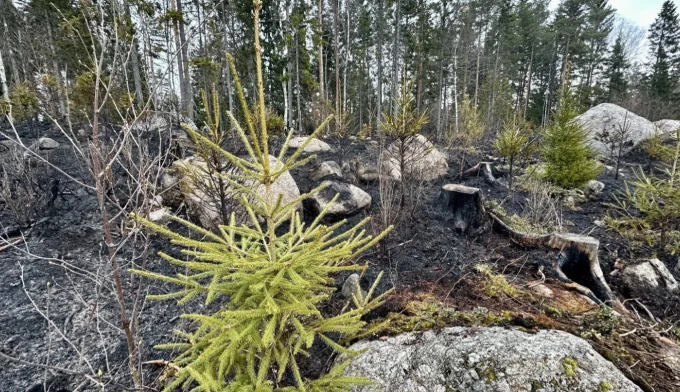 Skarmavbild 2026 04 24 kl  13 42 55